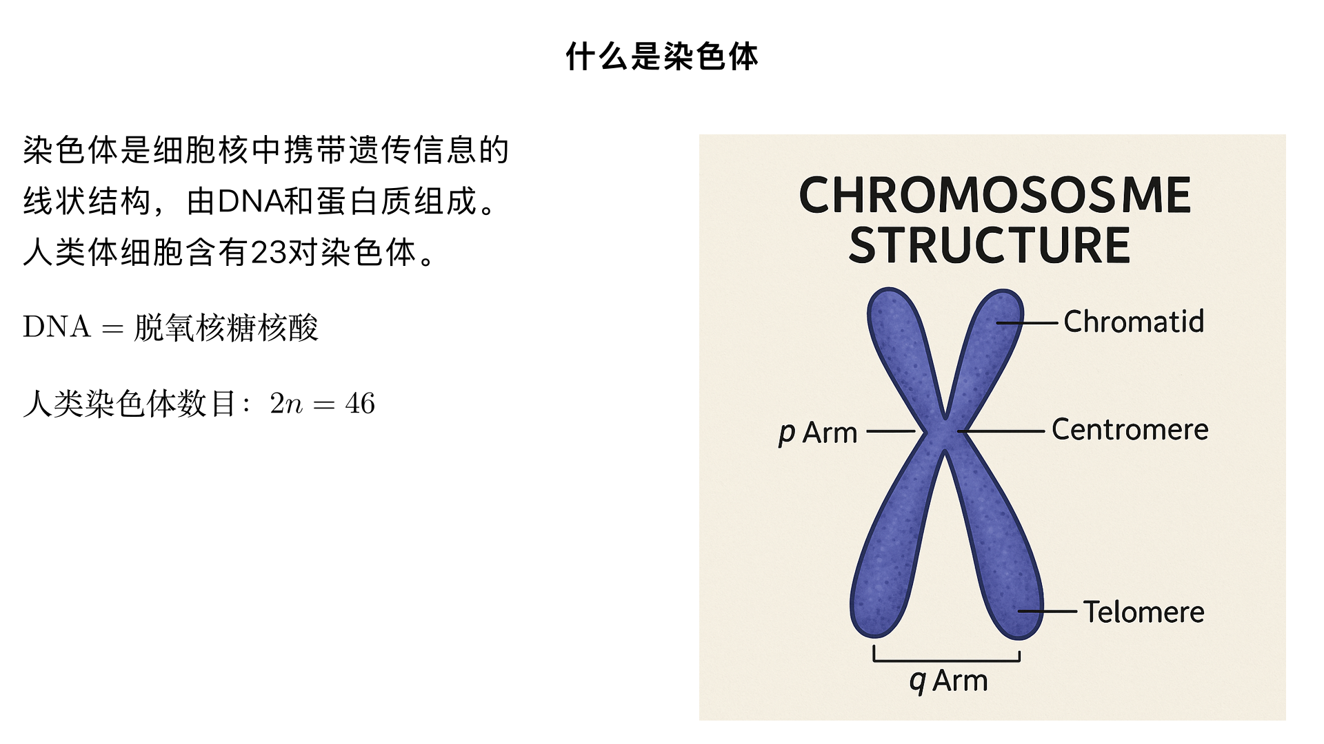 什么是 染色体