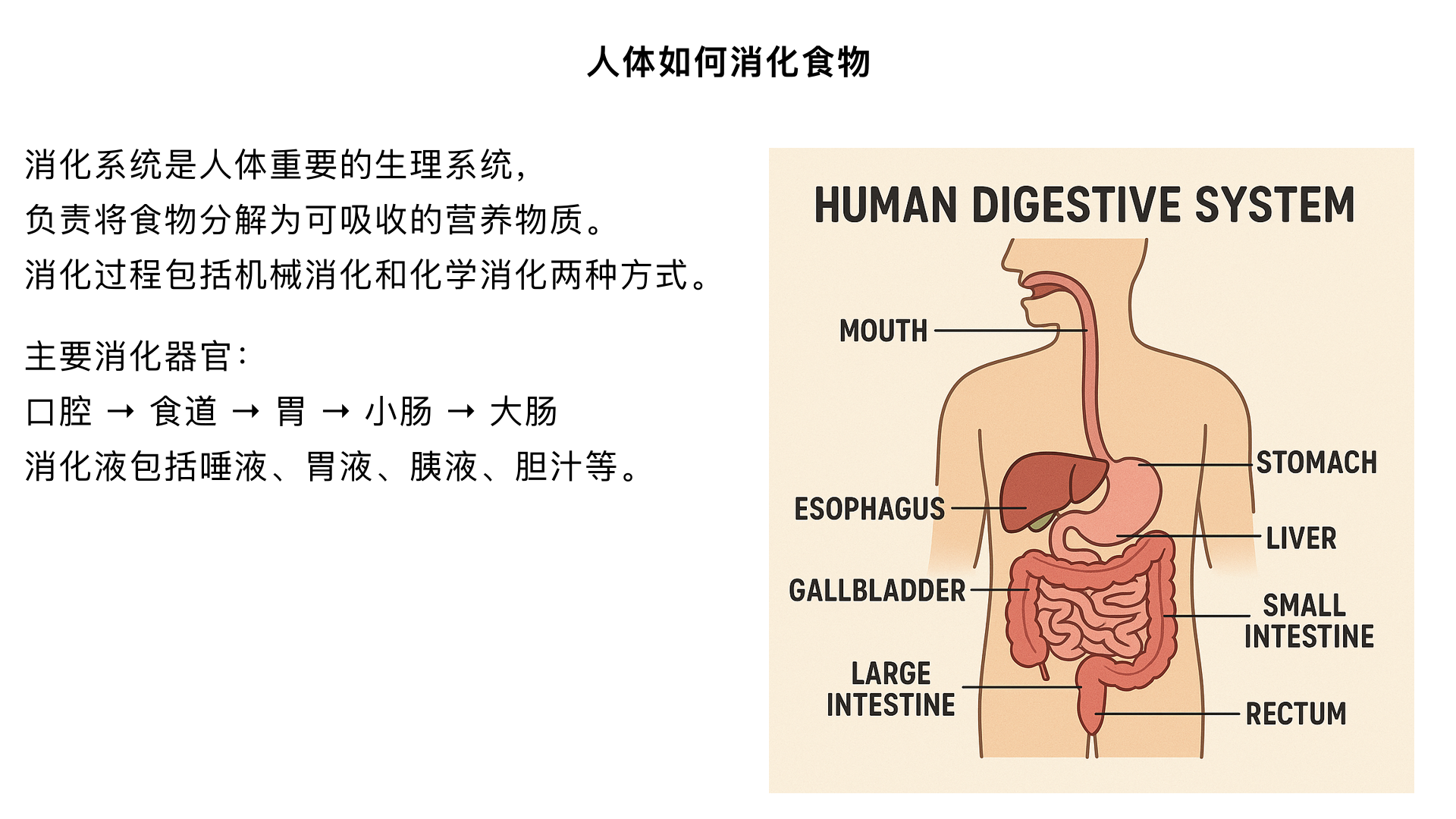 人体如何消化食物