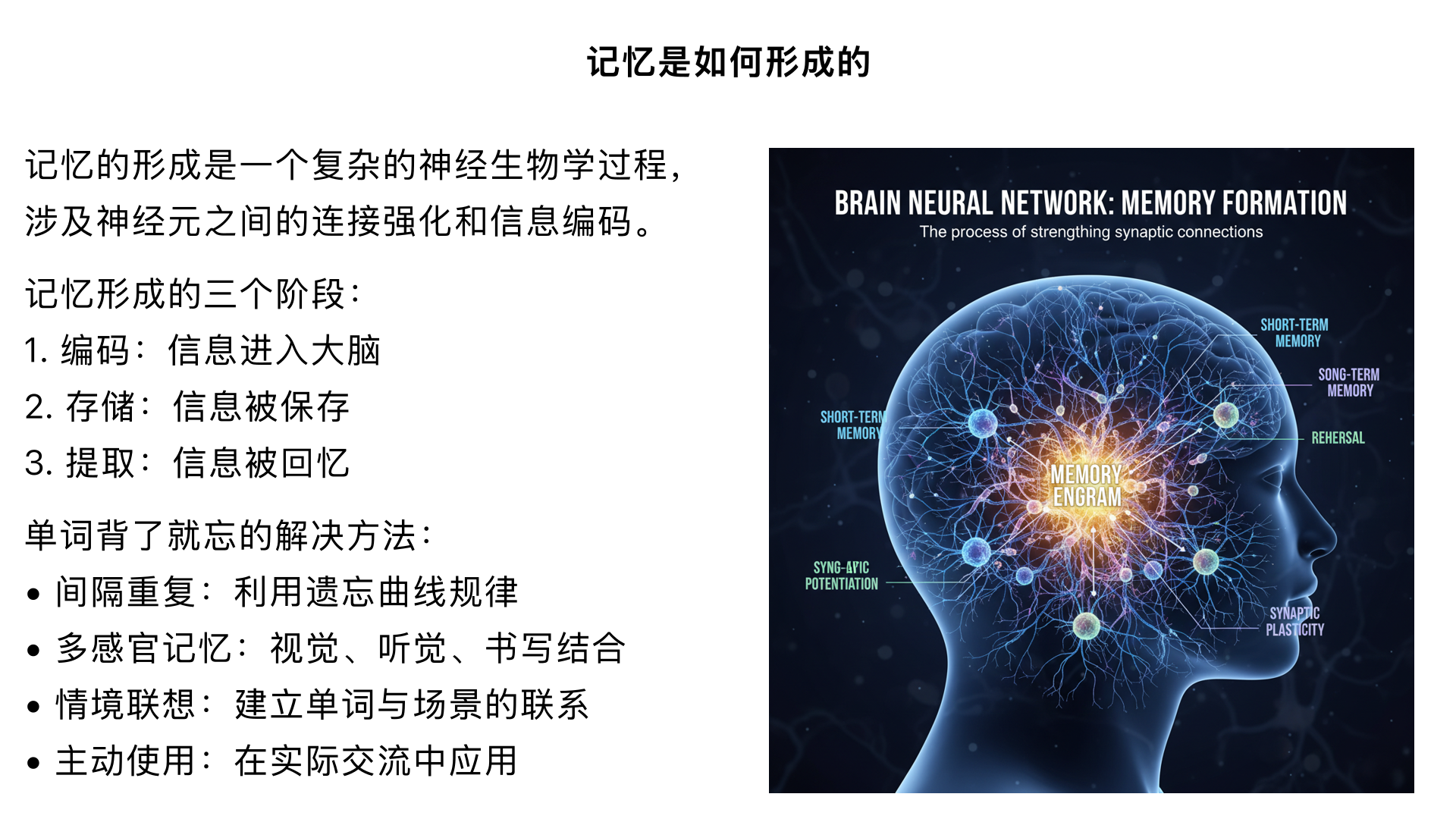 记忆是如何形成的,单词背了就忘怎么办