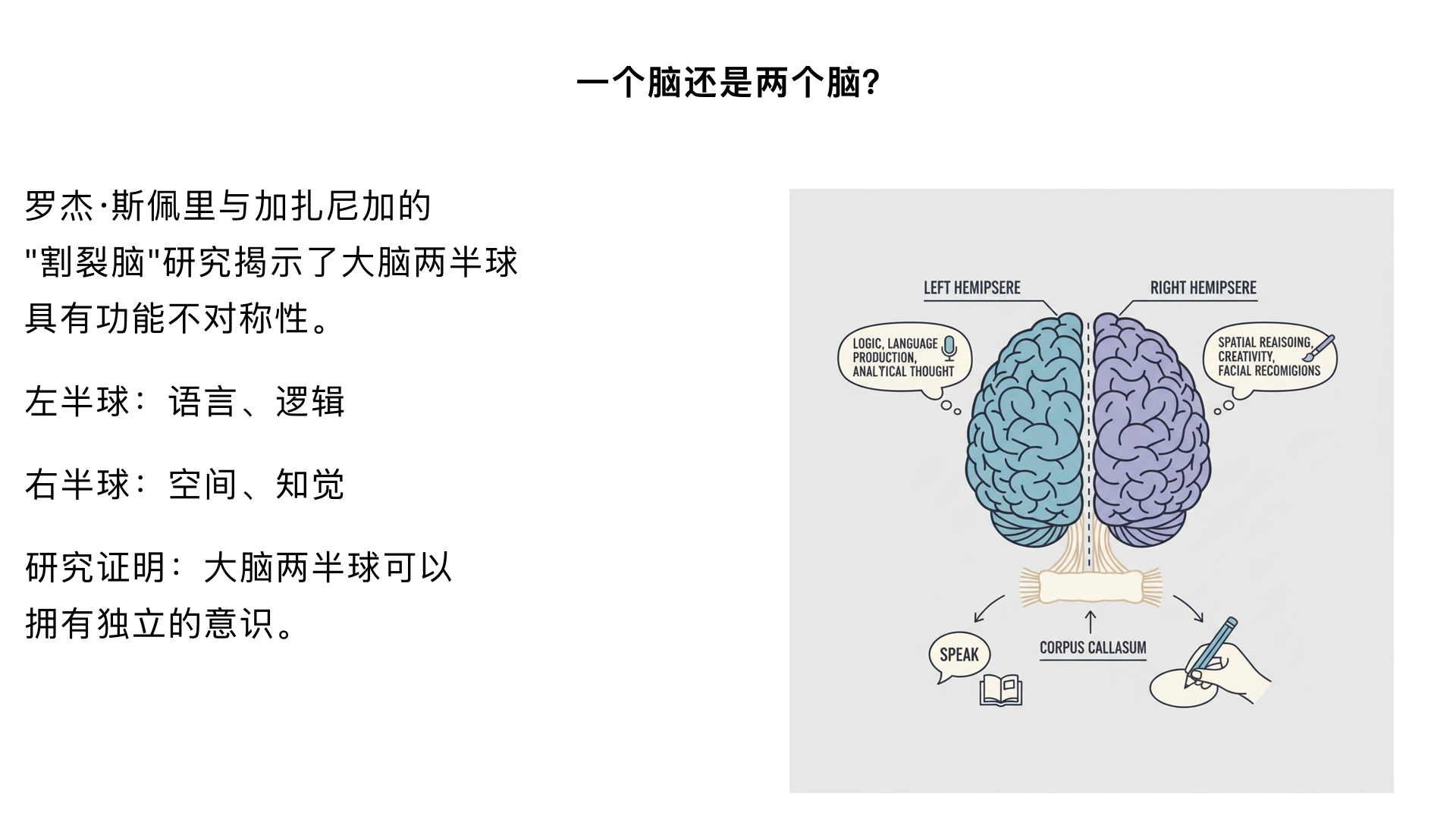 《改变心理学的40项研究》 1、一个脑还是两个脑？ （罗杰·斯佩里与加扎尼加的“割裂脑”研究）

主要内容：通过对切断连接左右脑的胼胝体的癫痫患者进行研究，发现大脑两半球具有功能不对称性。左半球长于语言、逻辑，右半球长于空间、知觉。这项研究证明了大脑两半球可以拥有独立的意识。