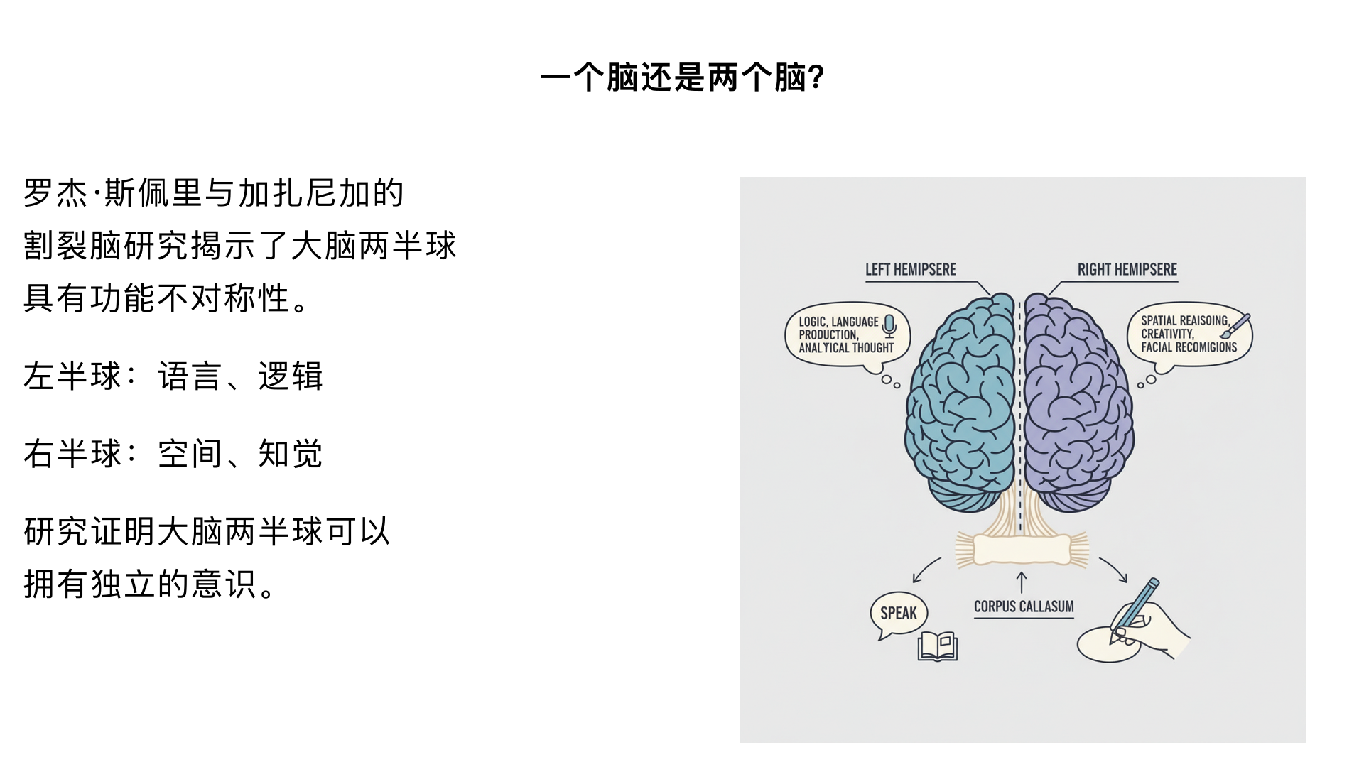  1、一个脑还是两个脑？ （罗杰·斯佩里与加扎尼加的“割裂脑”研究） 主要内容：通过对切断连接左右脑的胼胝体的癫痫患者进行研究，发现大脑两半球具有功能不对称性。左半球长于语言、逻辑，右半球长于空间、知觉。这项研究证明了大脑两半球可以拥有独立的意识。