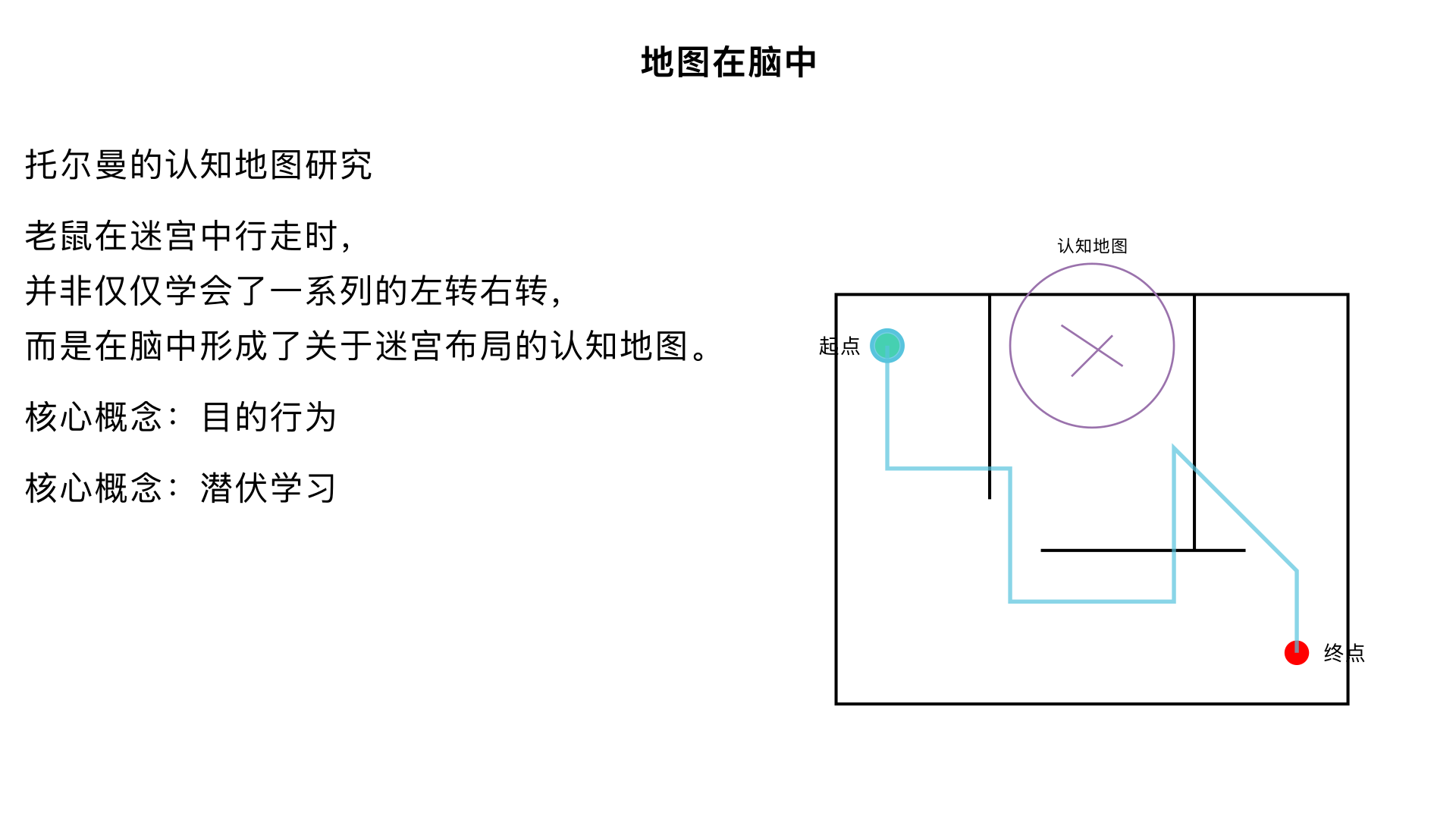 15、地图在脑中 （托尔曼的“认知地图”研究）

主要内容：发现老鼠在迷宫中行走时，并非仅仅学会了一系列的“左转右转”（刺激-反应联结），而是在脑中形成了关于迷宫布局的“认知地图”。这挑战了严格的行为主义观点，引入了“目的行为”和“潜伏学习”的概念
