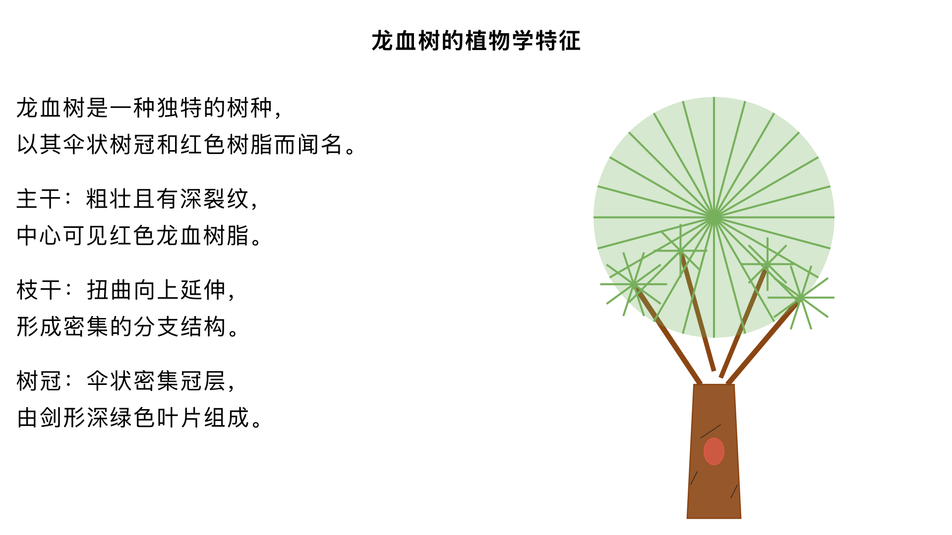 The image is not a geometric figure.

**Chart/Diagram Description:**
*   **Type:** Botanical illustration/drawing.
*   **Main Elements:** The image displays a detailed, realistic illustration of a single tree, characteristic of a Dragon's Blood Tree (genus Dracaena).
    *   **Trunk:** The tree has a thick, robust, and gnarled main trunk with deep fissures and textures, colored in various shades of dark brown. Near the center, there is a prominent split or cavity in the trunk revealing a reddish substance, consistent with the "dragon's blood" resin. The base of the trunk is wide and appears firmly rooted.
    *   **Branches:** Numerous thick, contorted branches extend upwards and outwards from the main trunk, creating a dense, spreading structure. These branches are also dark brown and highly textured.
    *   **Foliage/Crown:** The tree features a very dense, umbrella-shaped crown composed of numerous rosettes of spiky, sword-like leaves. The leaves are predominantly dark green with hints of olive green and some reddish-brown or bronze tones, especially visible on older leaves or leaf bases.
    *   **Overall Form:** The tree exhibits the classic mature form of a Dragon's Blood Tree, with a sturdy trunk branching into a broad, flat, and densely foliated canopy.
*   **Background:** The background is a plain, light off-white or cream color, providing high contrast for the tree.
*   **Labels and Annotations:** No text labels, annotations, or coordinate axes are present in the image.
*   **Artistic Style:** The illustration is highly detailed, appearing to be a traditional painting or drawing, possibly a watercolor or gouache, given the texture and color blending.

解释一下这个图